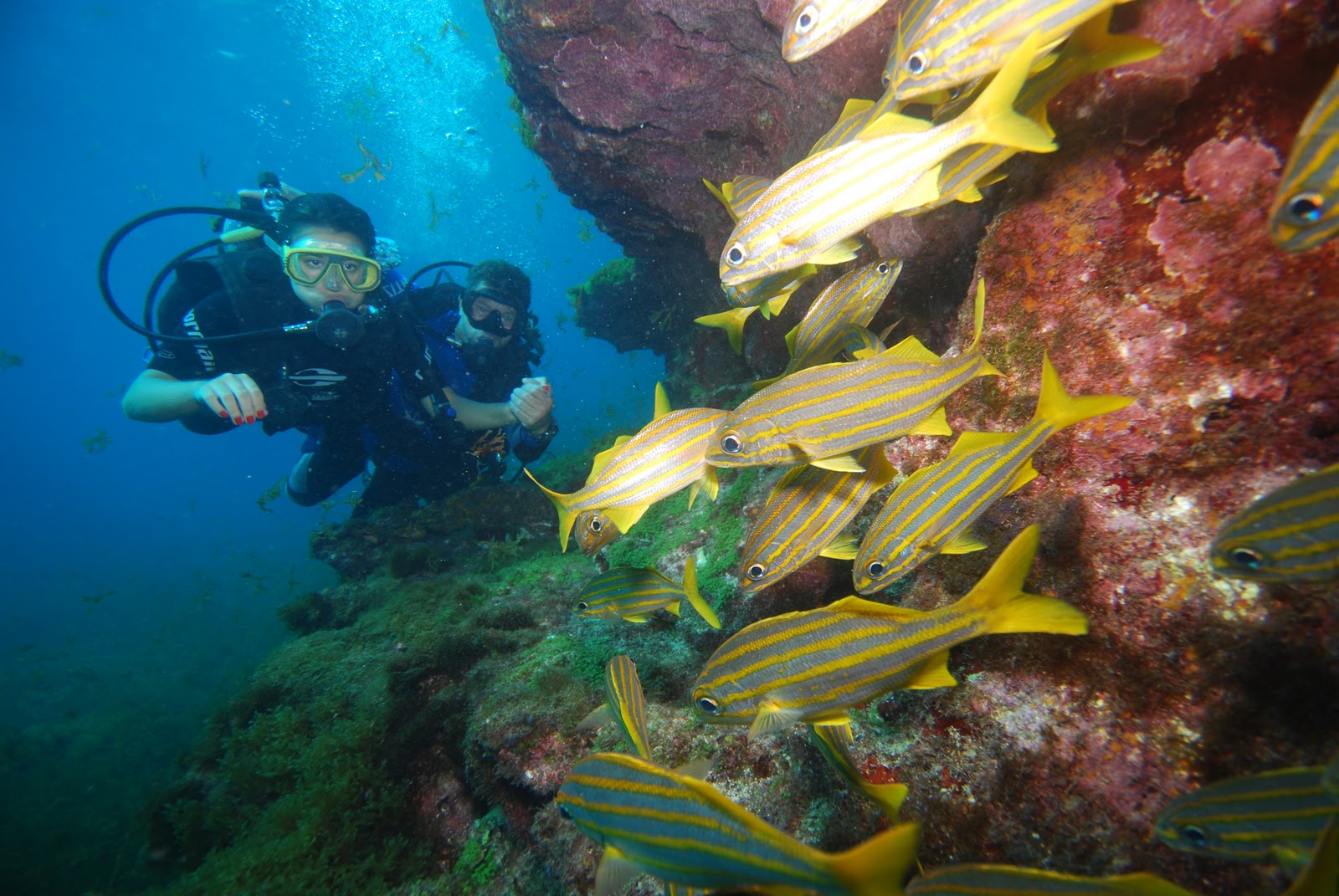 Scuba Diving in Brazil